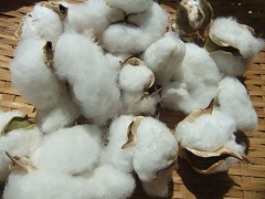 摘み取った綿を乾燥