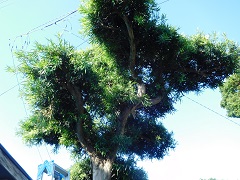 マキの木の枝に垂れた電話線1
