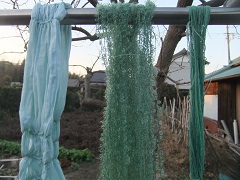 藍の乾燥葉の煮染め絹、毛糸、綿