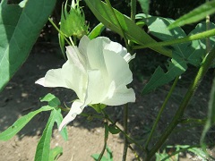 茶綿の花