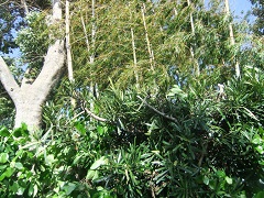 マキの生垣から聳える孟宗竹