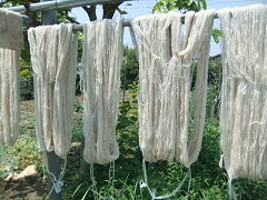 精錬した手紡ぎの綿糸を干す