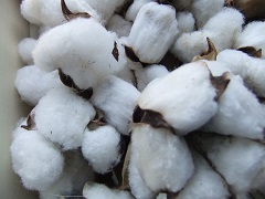 アップランド綿の種子毛