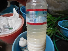 米のとぎ汁の乳酸発酵2