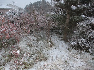 庭の雪景色1