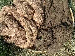 柿渋染めの綿糸