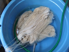 タライで手紡ぎ綿糸を濯ぎ洗いする
