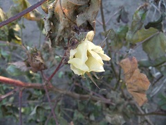 霜枯れた棉の花