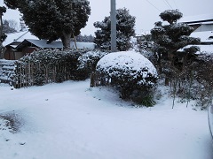 雪に覆われた庭
