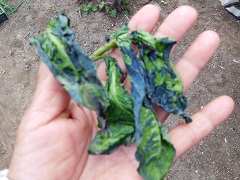 藍の葉を乾燥