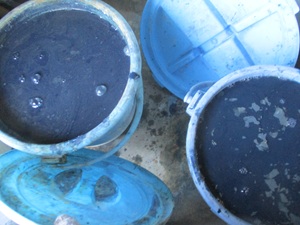 今年の泥藍 今年の泥藍