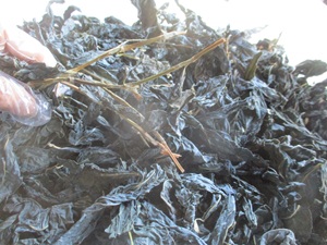 今年の乾燥葉 今年の乾燥葉
