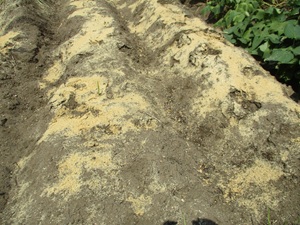 米糠を振りかけた所1 米糠を振りかけた所1