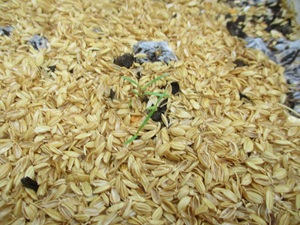 ニンジンの芽出し