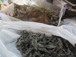 きなこ1縁側 きなこ1縁側