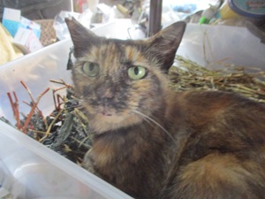 きなこ2縁側 きなこ2縁側