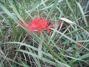 彼岸花1 彼岸花1